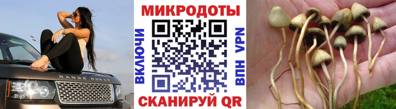 Галлюциногенные грибы GOLDEN TEACHER  купить наркотики сайты  Старая Русса 